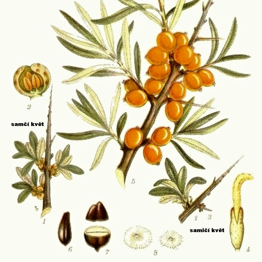 Rakytník - stavba květů